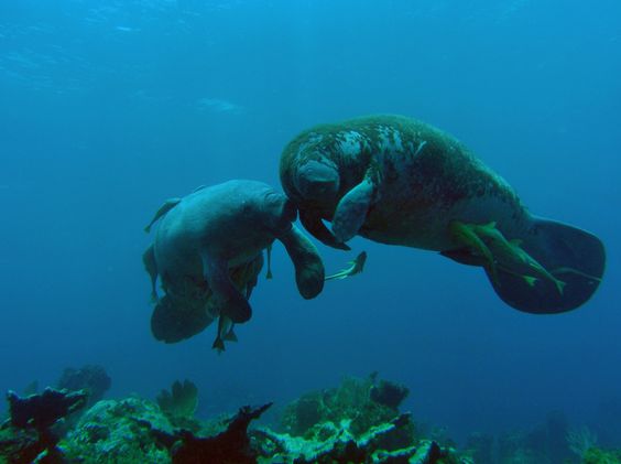  Bali plongée : à la recherche des gros animaux