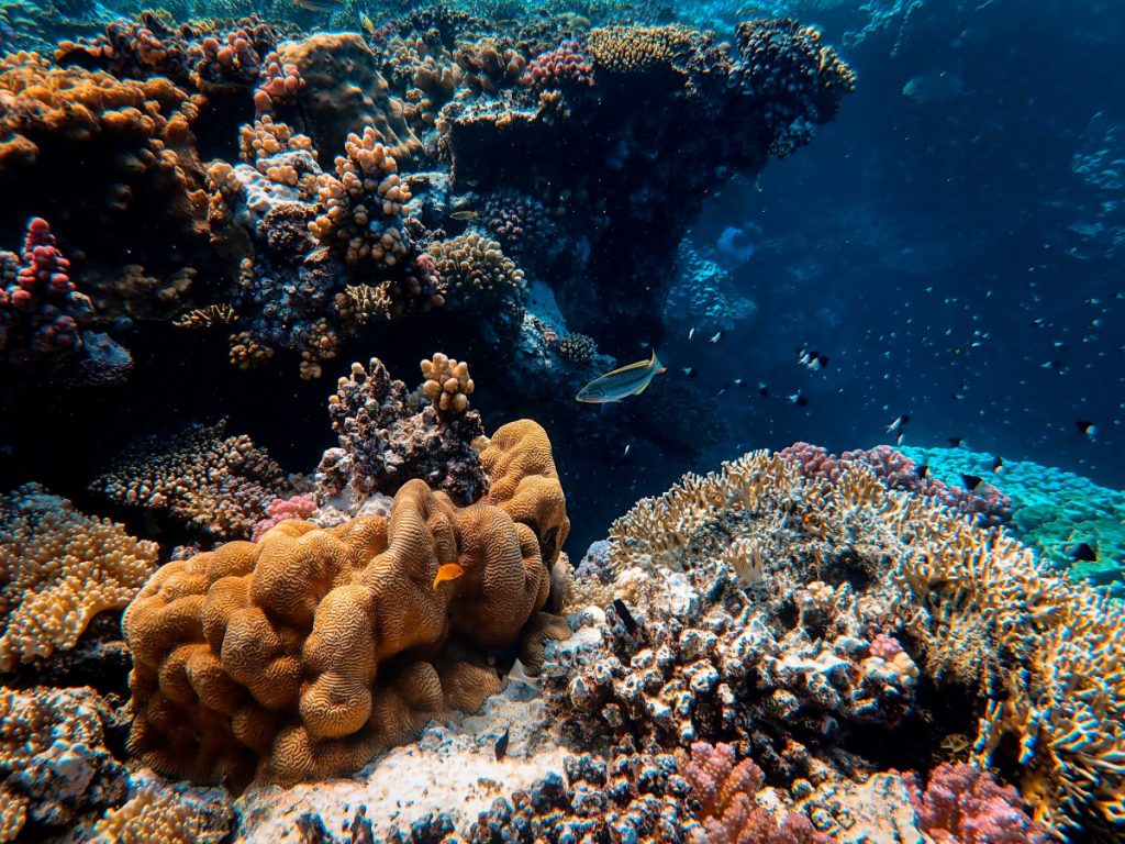 S'immerger dans la vie océanique de Bali est une excellente forme de thérapie